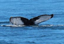 Buckelwal Fluke Ocean Explorer
